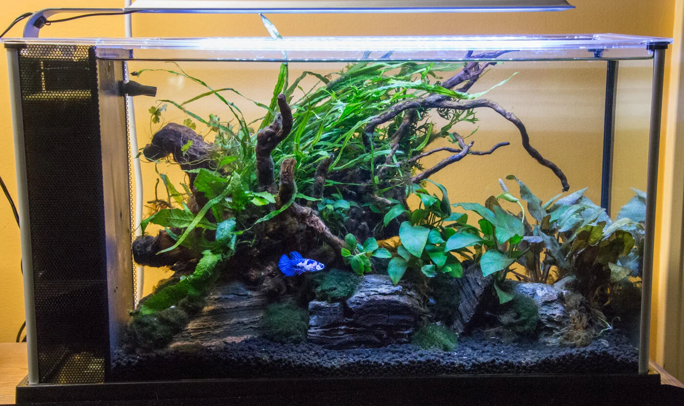 Proper betta top fish tank